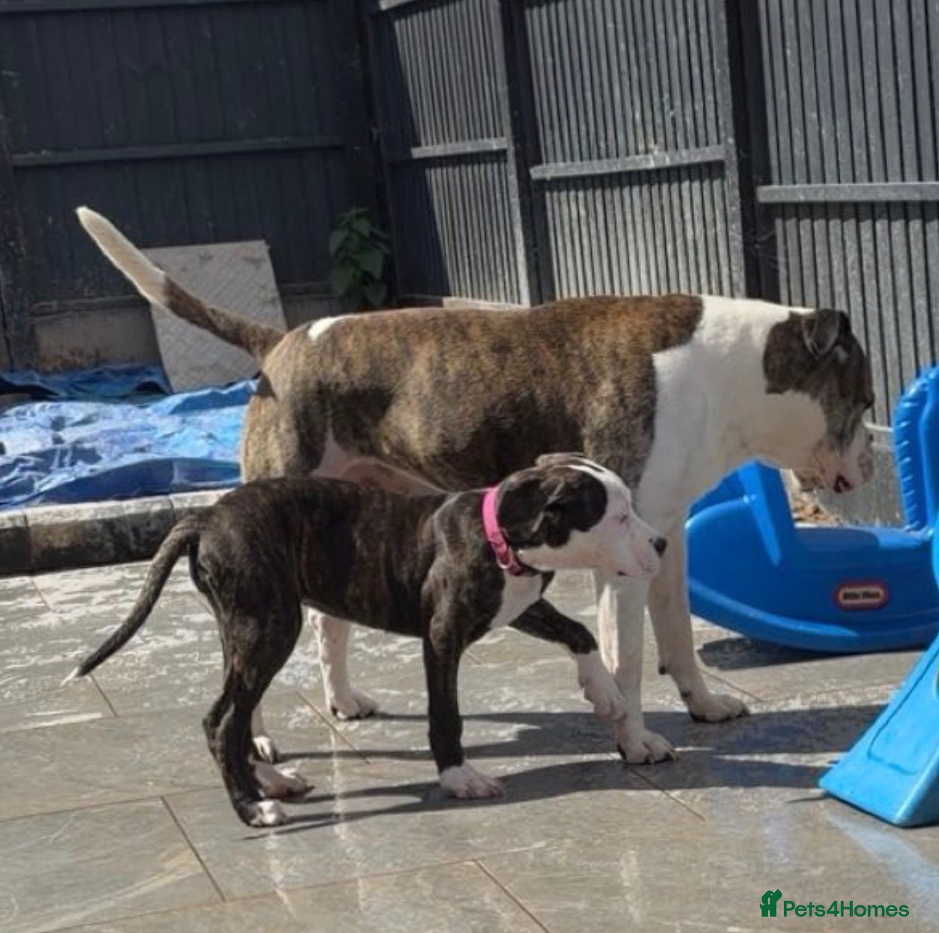 American Bulldog dogs American bulldog puppy - Advert 10