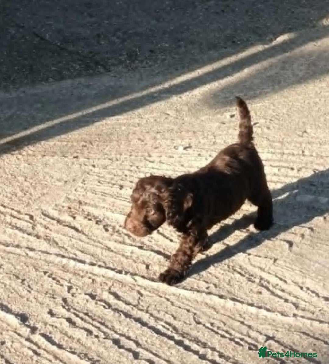 Cockapoo dogs for sale: CHOCOLATE COCKAPOOS FROM LICENCED BREEDER - Advert 8