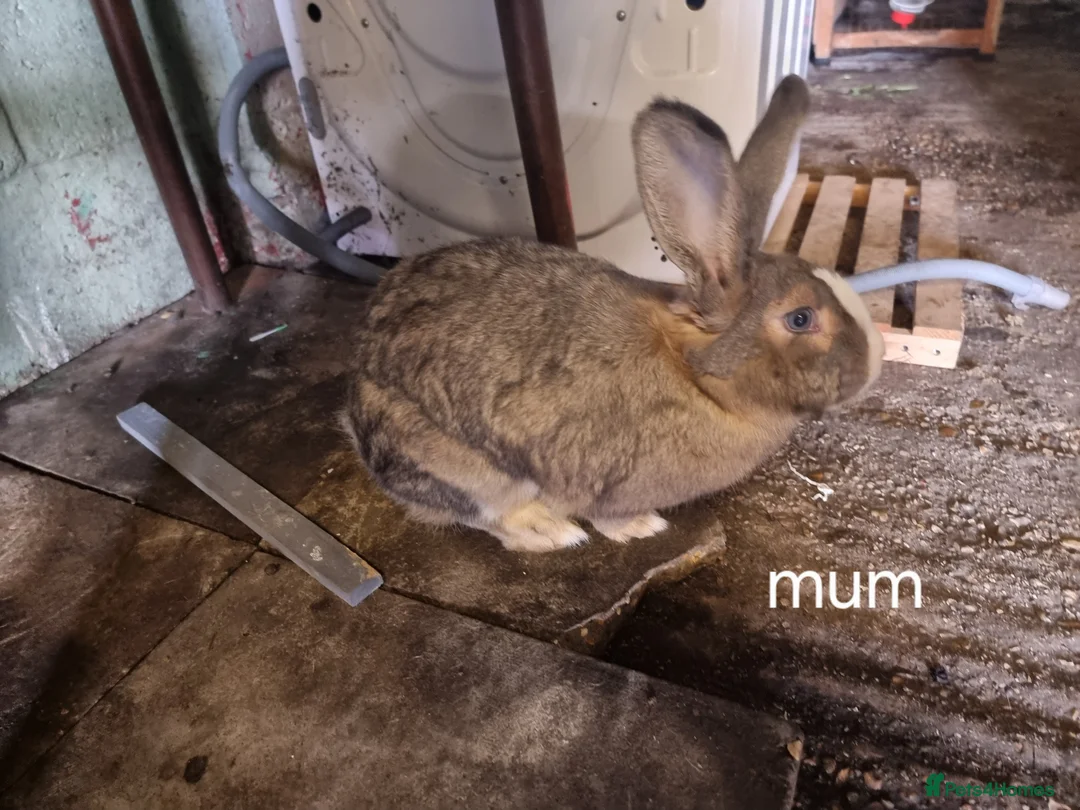 Continental Giant rabbits for sale: Continental giant rabbit - Advert 9