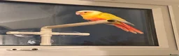 Conures birds for sale: Suncheek conure  in Hartlepool - Advert 3