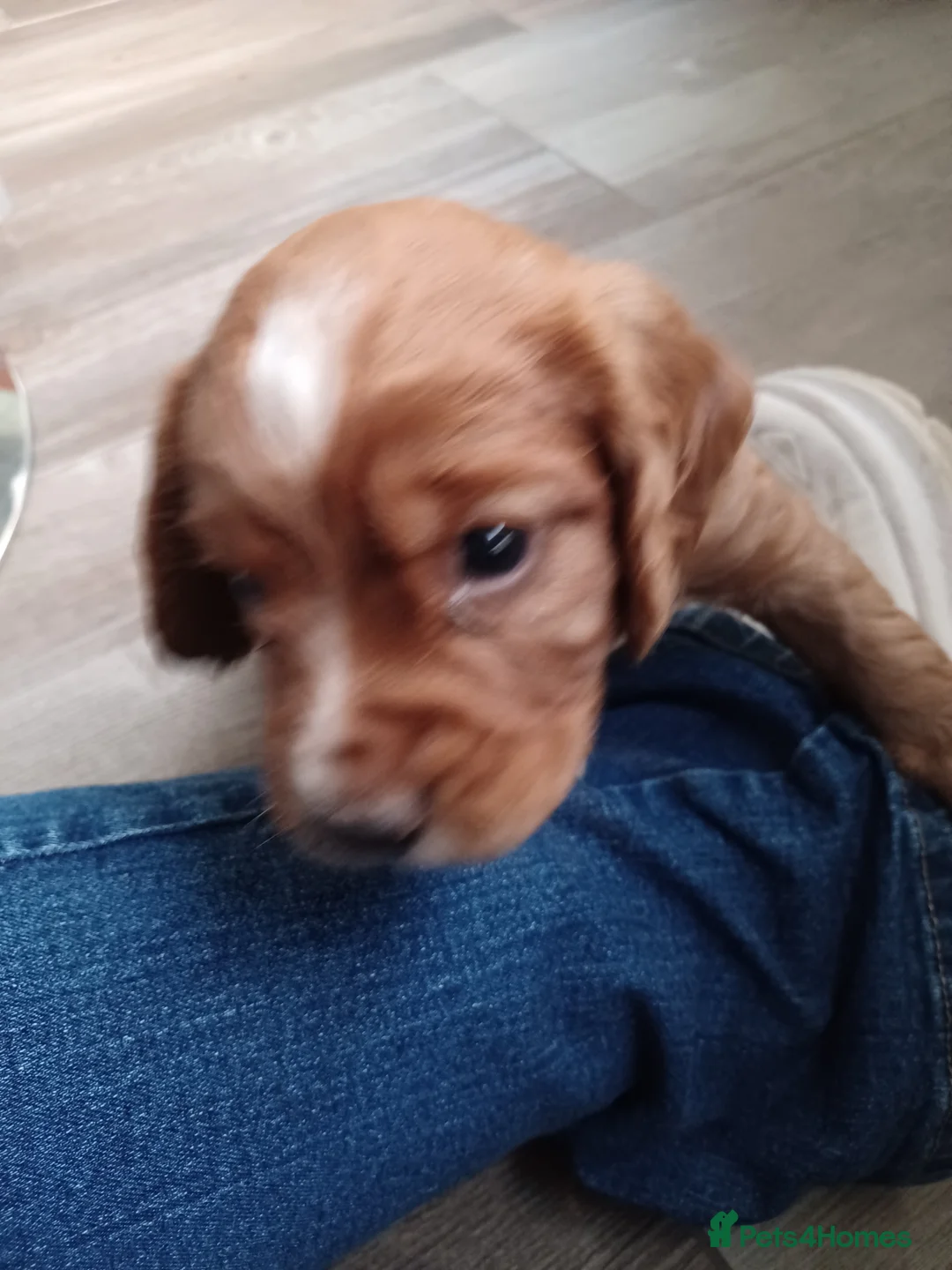 Cocker Spaniel dogs for sale: Working Cocker Spaniels  - Advert 2
