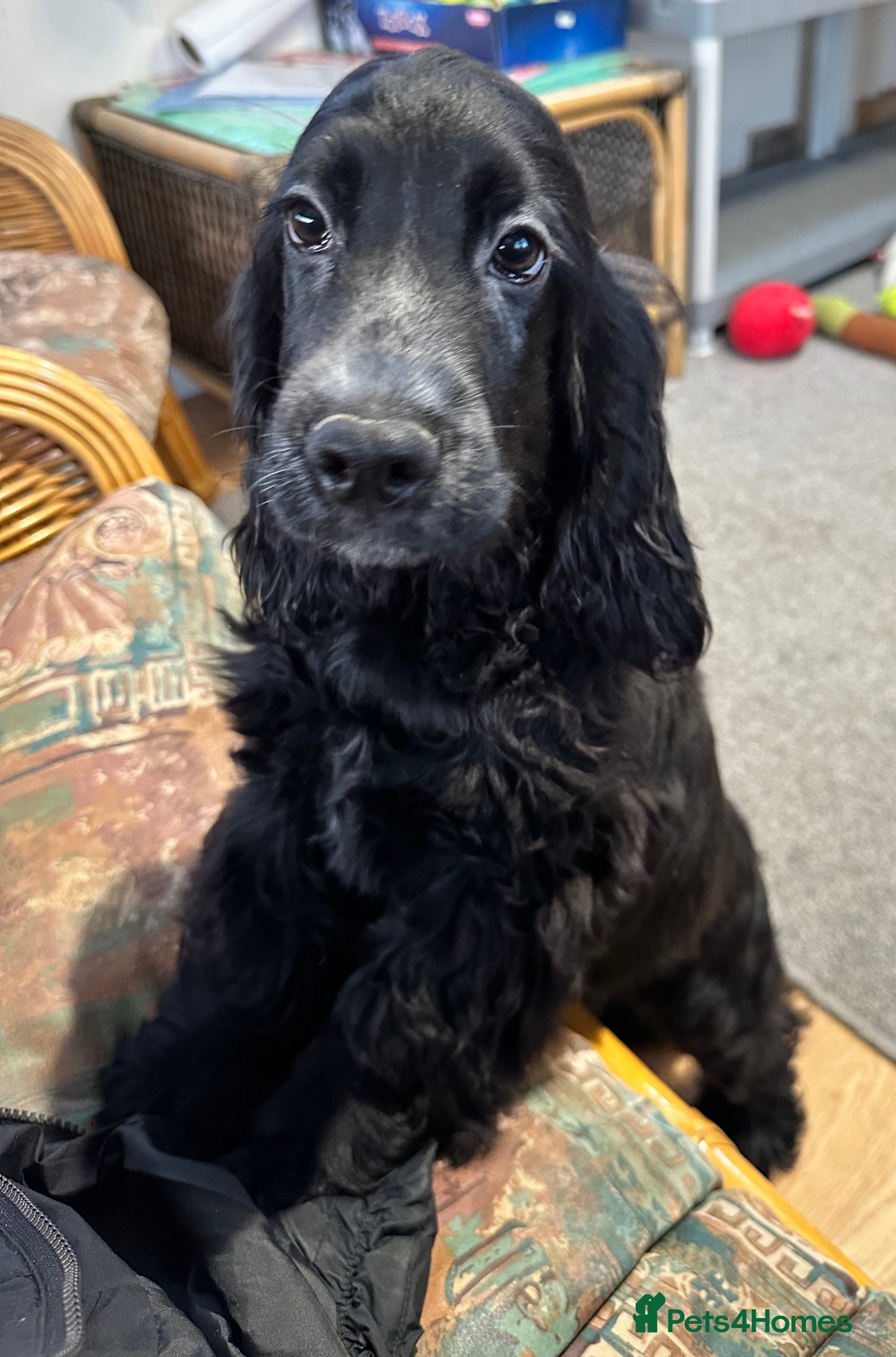 Cocker Spaniel dogs Handsome 4 month old black boy - Advert 1
