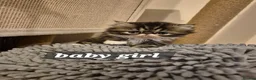 Persian cats for sale: Persian and exotics kittens  - Advert 5