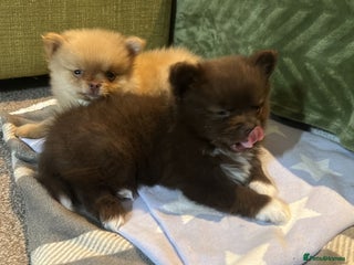 Pomeranian dogs - Advert 16