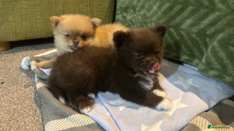 Pomeranian dogs - Advert 1