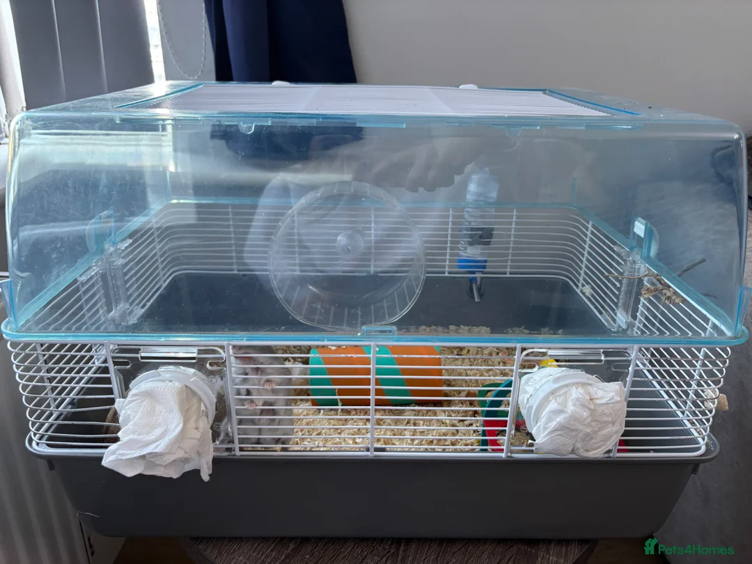 Hamster rodents for sale: dwarf hamster  - Advert 2