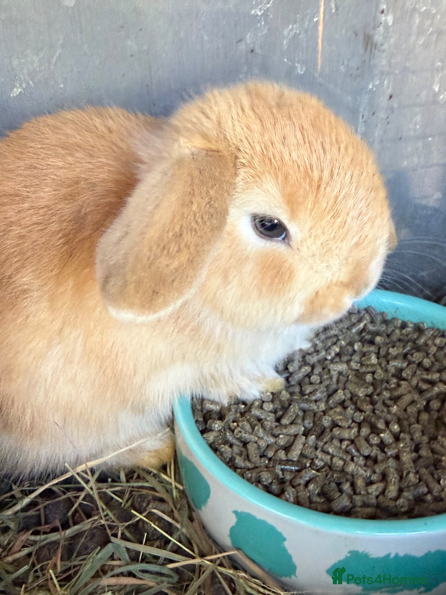 Mini Lop rabbits Pure bred mini lop bunnies - Ready Now - Advert 1