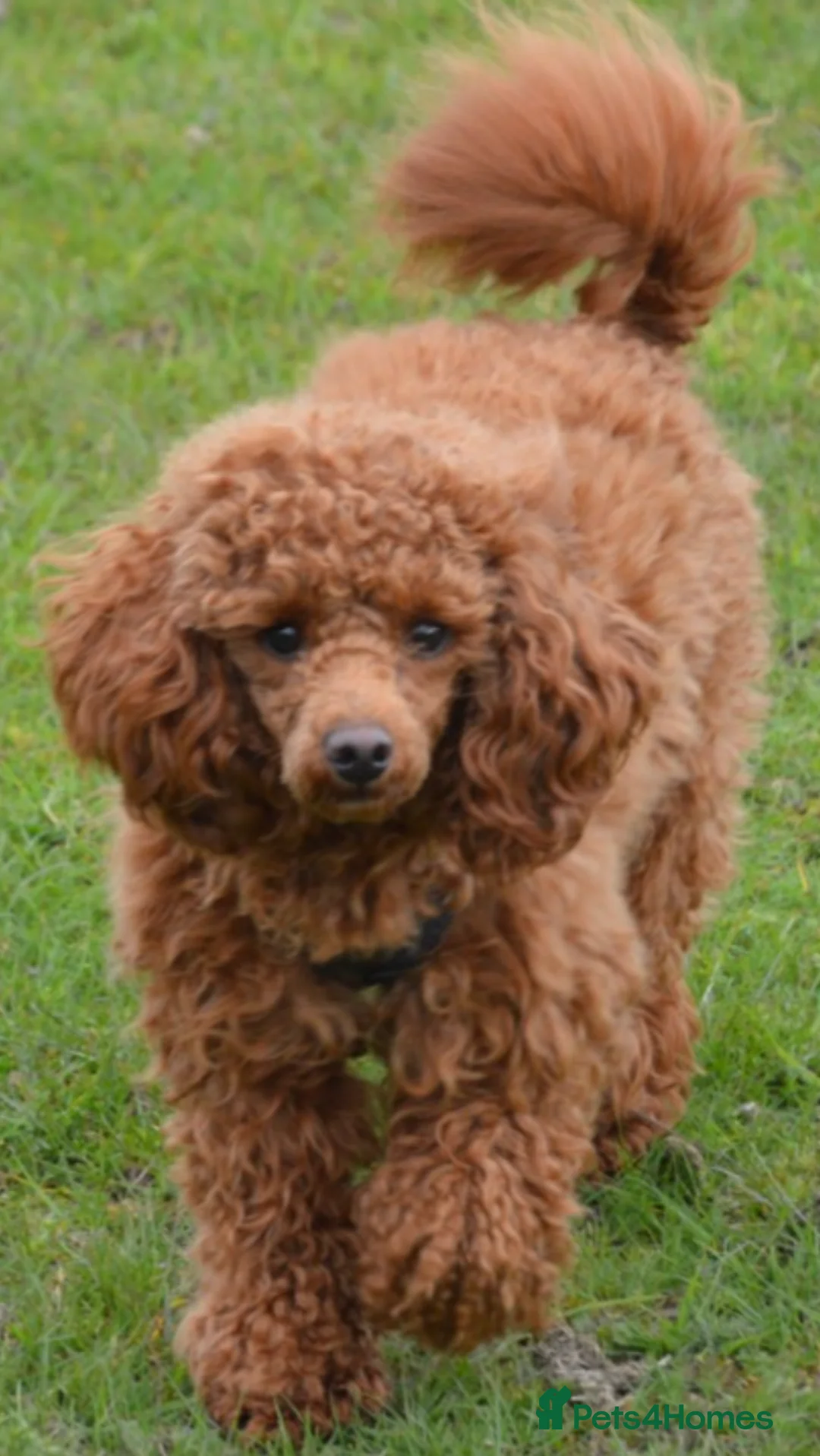 Poodle dogs for stud: Kc health tested fox red toy poodle in Stevenage - Advert 6