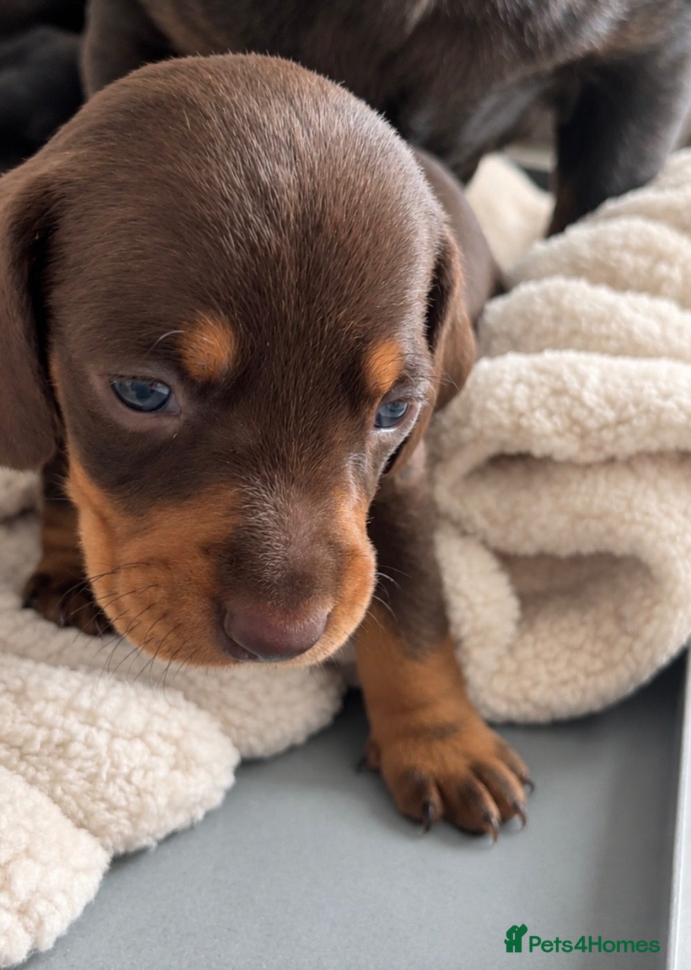 Dachshund dogs Beautiful dachshund puppies  - Advert 1