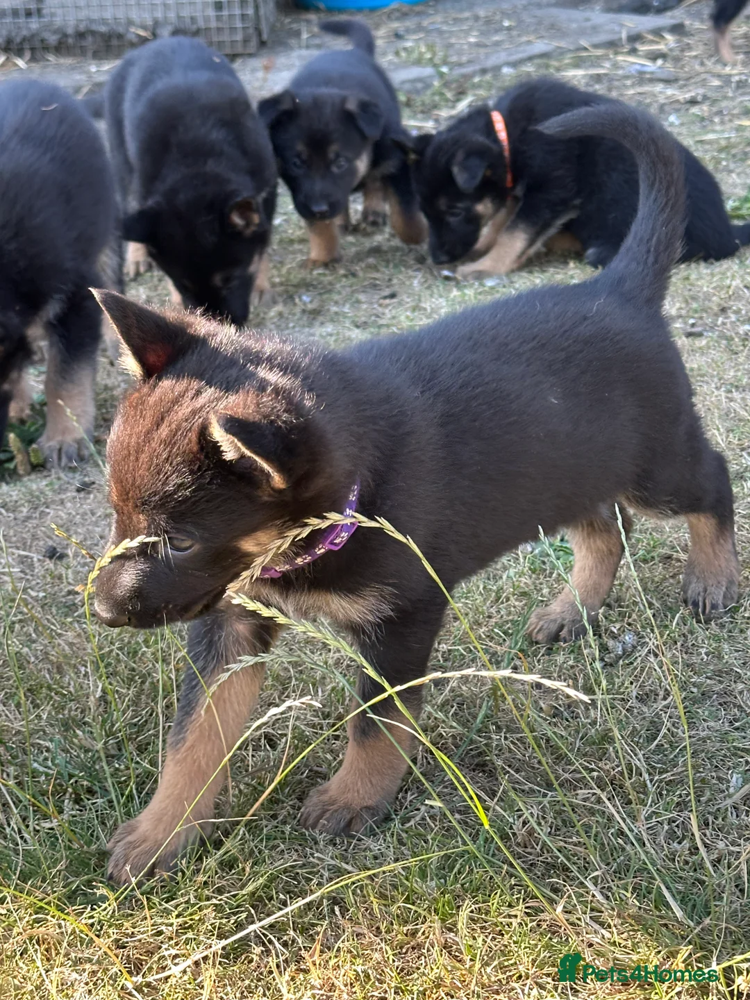German Shepherd dogs for sale: German Shepherd Pups  - Advert 2