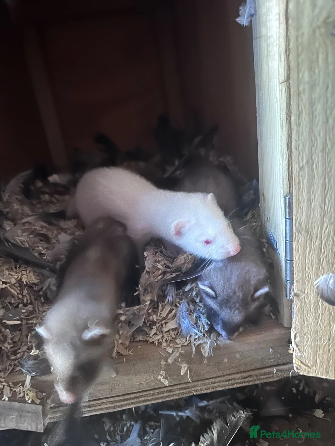 Ferret rodents for sale: Ferret kits standards and half micros - Advert 2