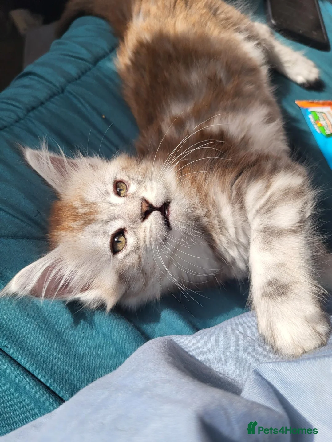 Maine Coon cats for sale: Reduced!! 1 Girl Left, Been Let Down. - Advert 2