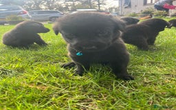 Mixed Breed dogs for sale: Shepard or puppies  - Image 1