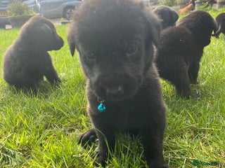 Mixed Breed dogs - Advert 13