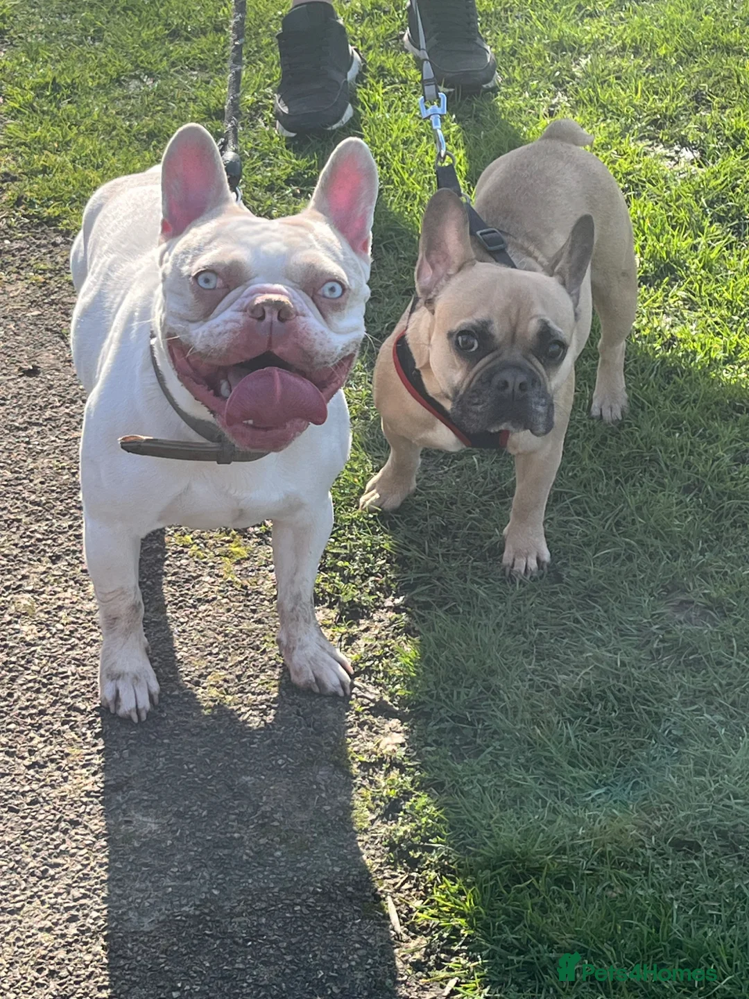 French Bulldog dogs for sale: 4 male French bulldogs  - Advert 13