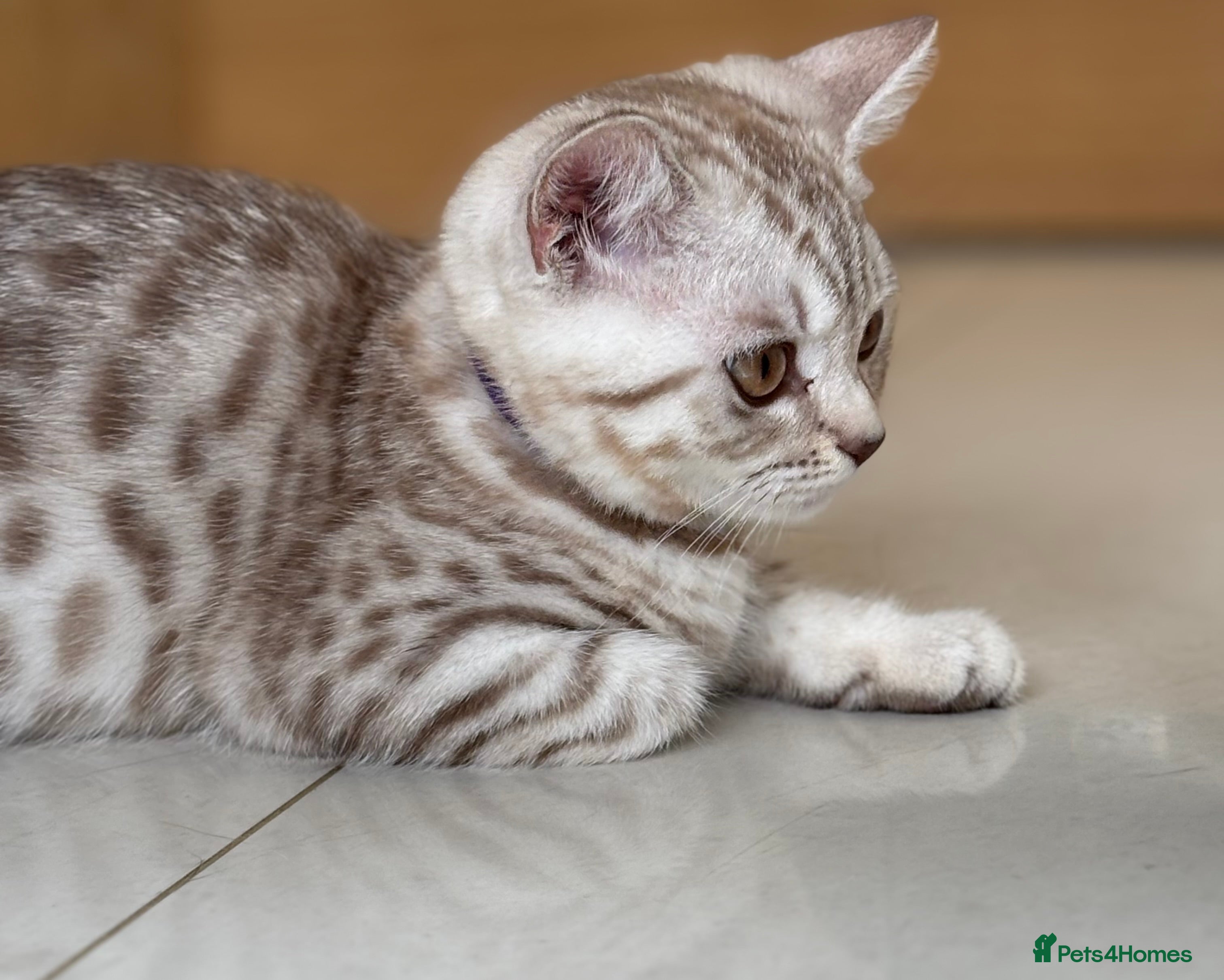 British Shorthair cats 💙 READY NOW GCCF Pedigree BSH 2 Males 💙 Spotted  - Advert 17