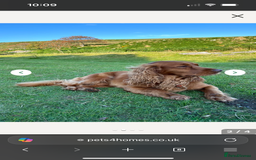 Sprocker dogs for sale: Beautiful Chocolate Sprocker Spaniels! - Image 10