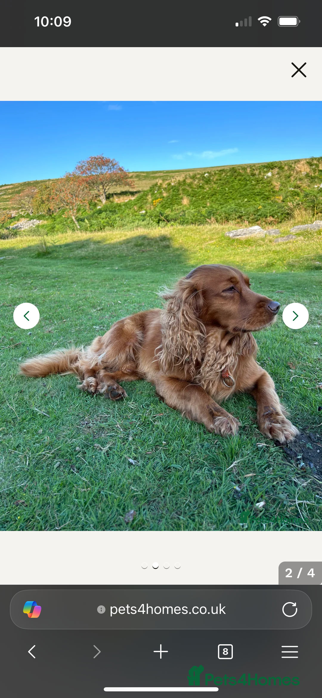 Sprocker dogs for sale: Beautiful Chocolate Sprocker Spaniels! - Image 10