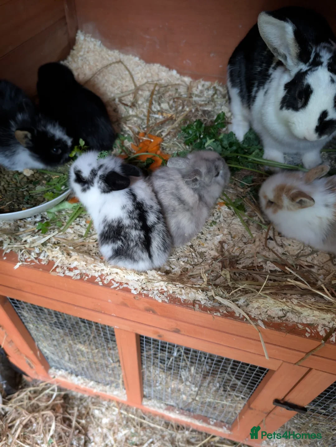 Mixed Breed rabbits for sale: Mixed sex baby bunnies  in Yeovil - Advert 2
