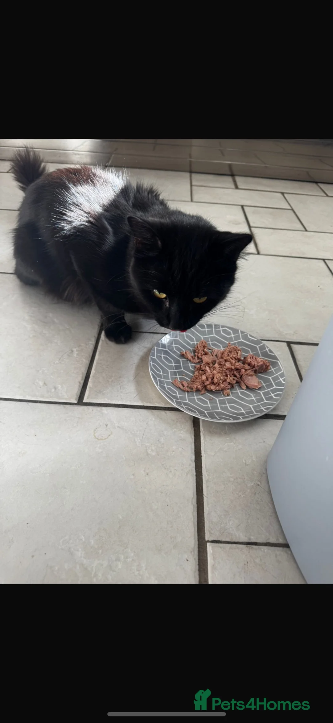 Mixed Breed cats for sale: Evie  - Advert 4