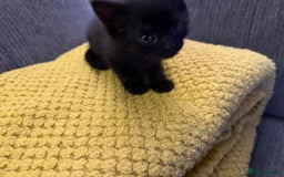 Russian Blue cats for sale: Beautiful Russian blue cross kittens - Image 10