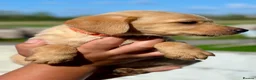 Labrador Retriever dogs for sale: RKC REG’D GOLDEN YELLOW BEAUTIFUL LAB PUPS - Advert 23