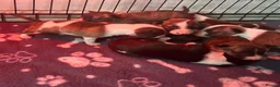 Miniature Bull terrier dogs for sale: Miniature bull terrier puppies  - Advert 1