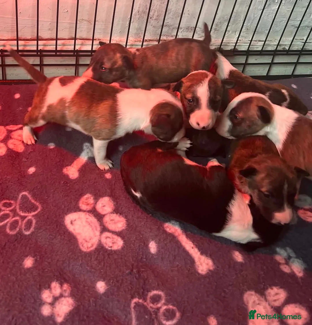 Miniature Bull terrier dogs for sale: Miniature bull terrier puppies  - Advert 1