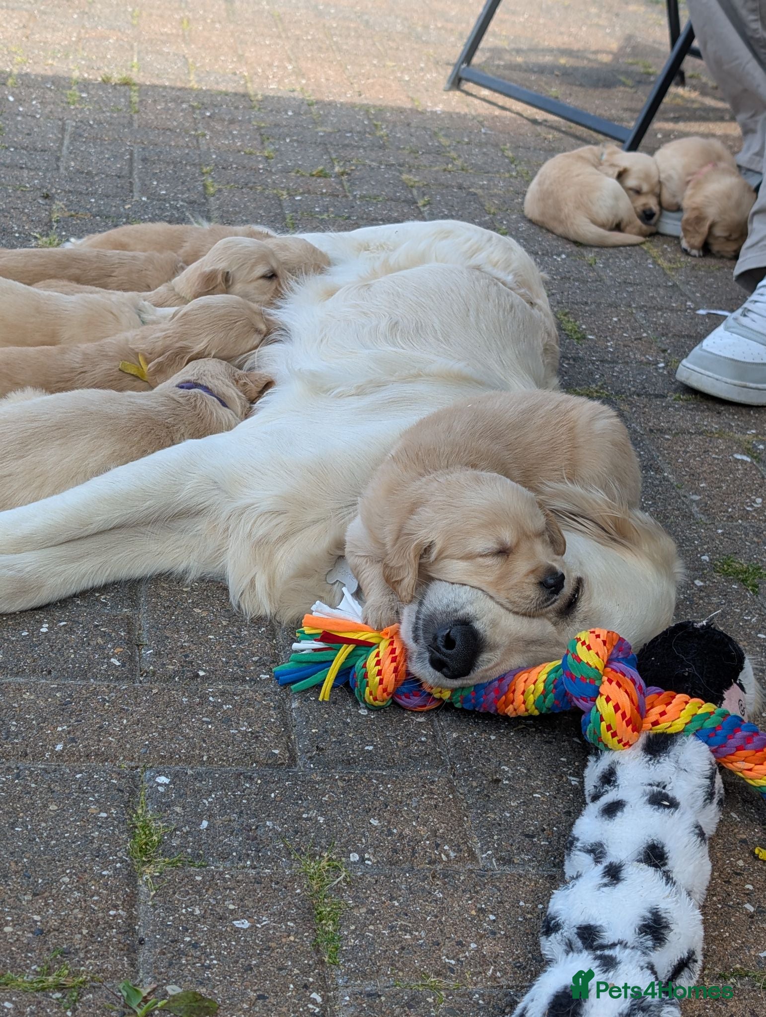 Golden Retriever dogs Golden retriever puppies  - Advert 7