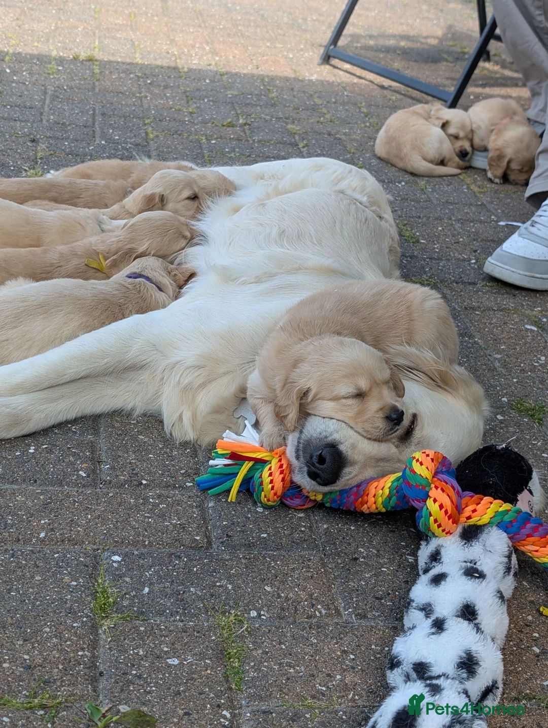 Golden Retriever dogs for sale: Golden retriever puppies  - Advert 1