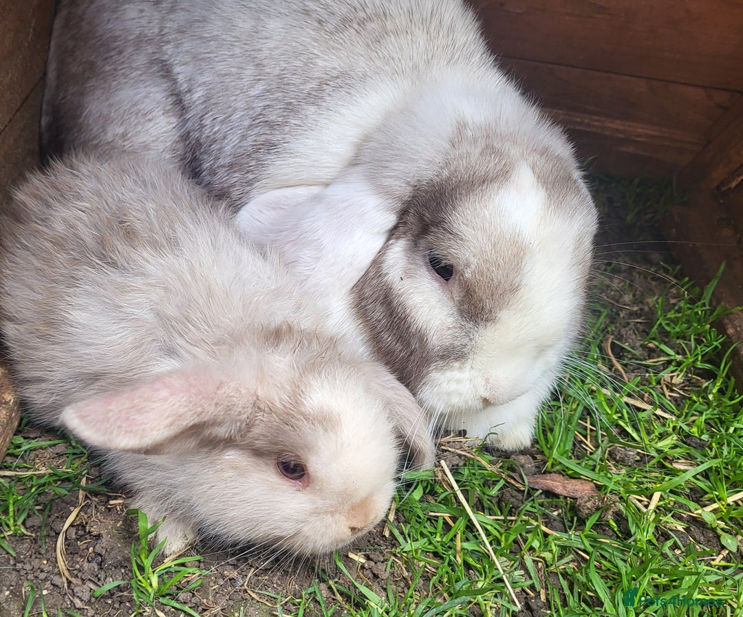Mini Lop rabbits for sale: Lilac mini lop buck - Image 5