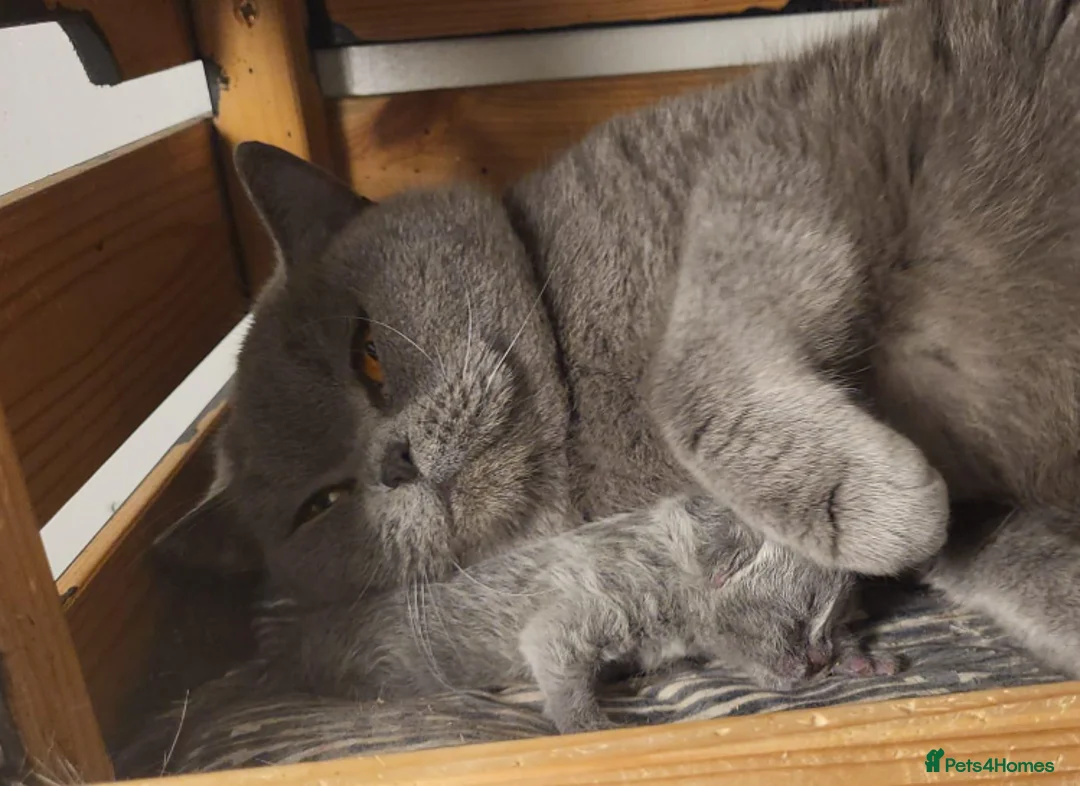 British Shorthair cats for sale: Gorgeous Skye is for sale! Stunning retired Queen - Advert 3