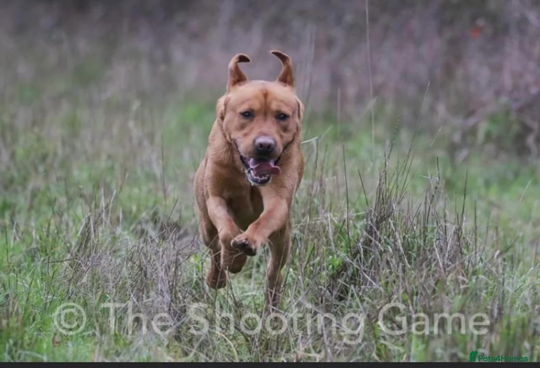 Labrador Retriever dogs for stud: K.c Reg Fox Red Labrador at stud in Suffolk in Eye - Advert 5