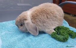 Mini Lop rabbits for sale: Spayed and neutered rabbits for adoption  - Advert 5