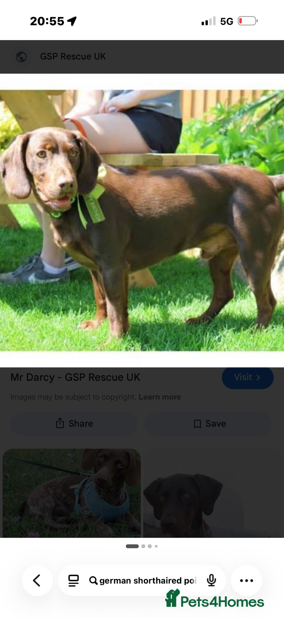 Mixed Breed dogs German pointer cross dashchund - Advert 2