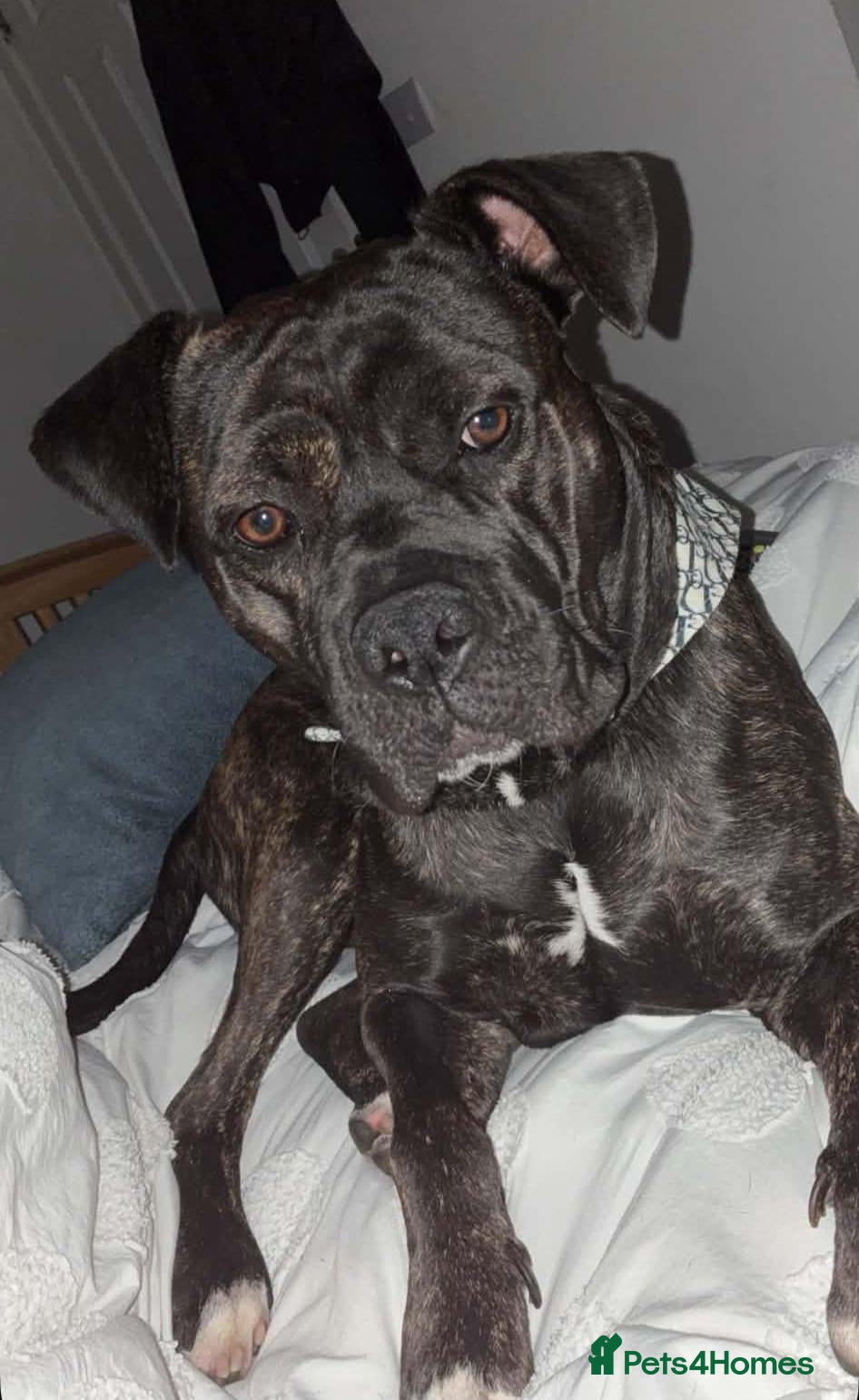 Cane Corso dogs for sale: Cane Corso Mix Staffy Looking For A Good Home - Advert 3