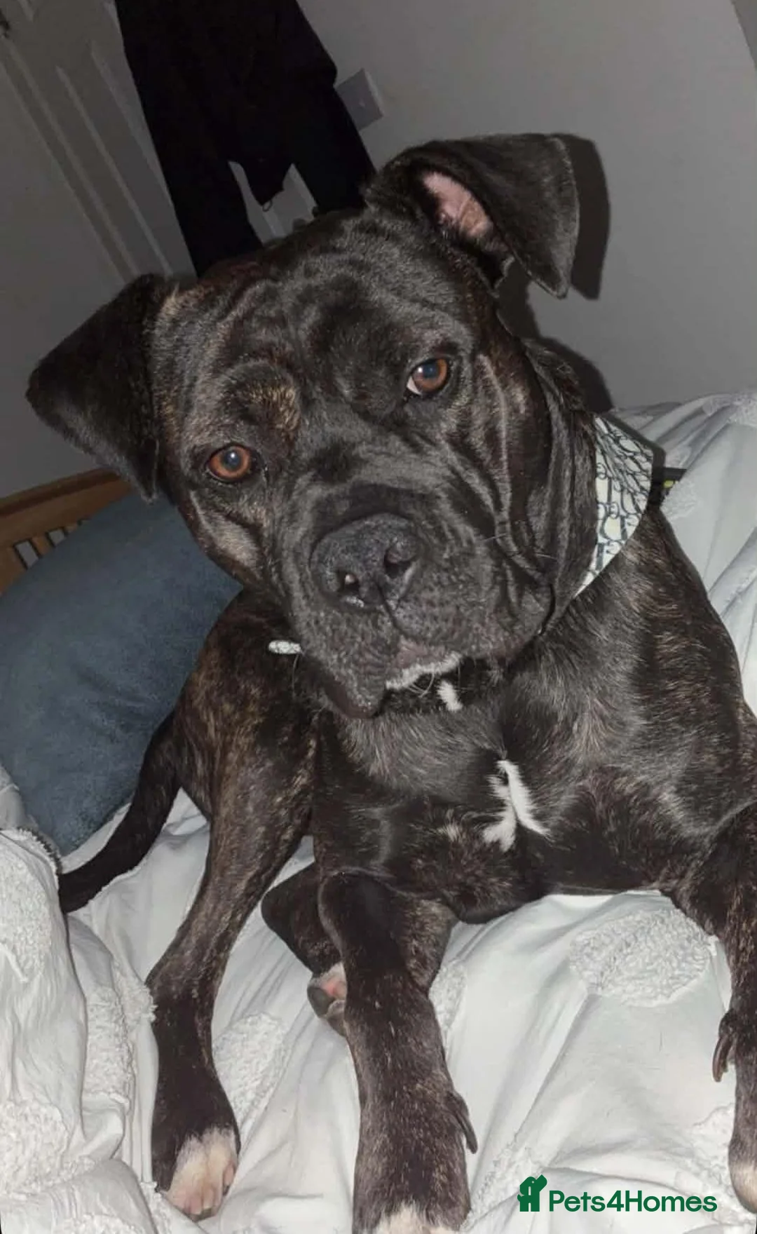 Cane Corso dogs for sale: Cane Corso Mix Staffy Looking For A Good Home in Wednesbury - Advert 1