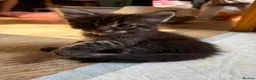 Maine Coon cats for sale: Beautiful maincoon cross ragdolls  - Advert 4