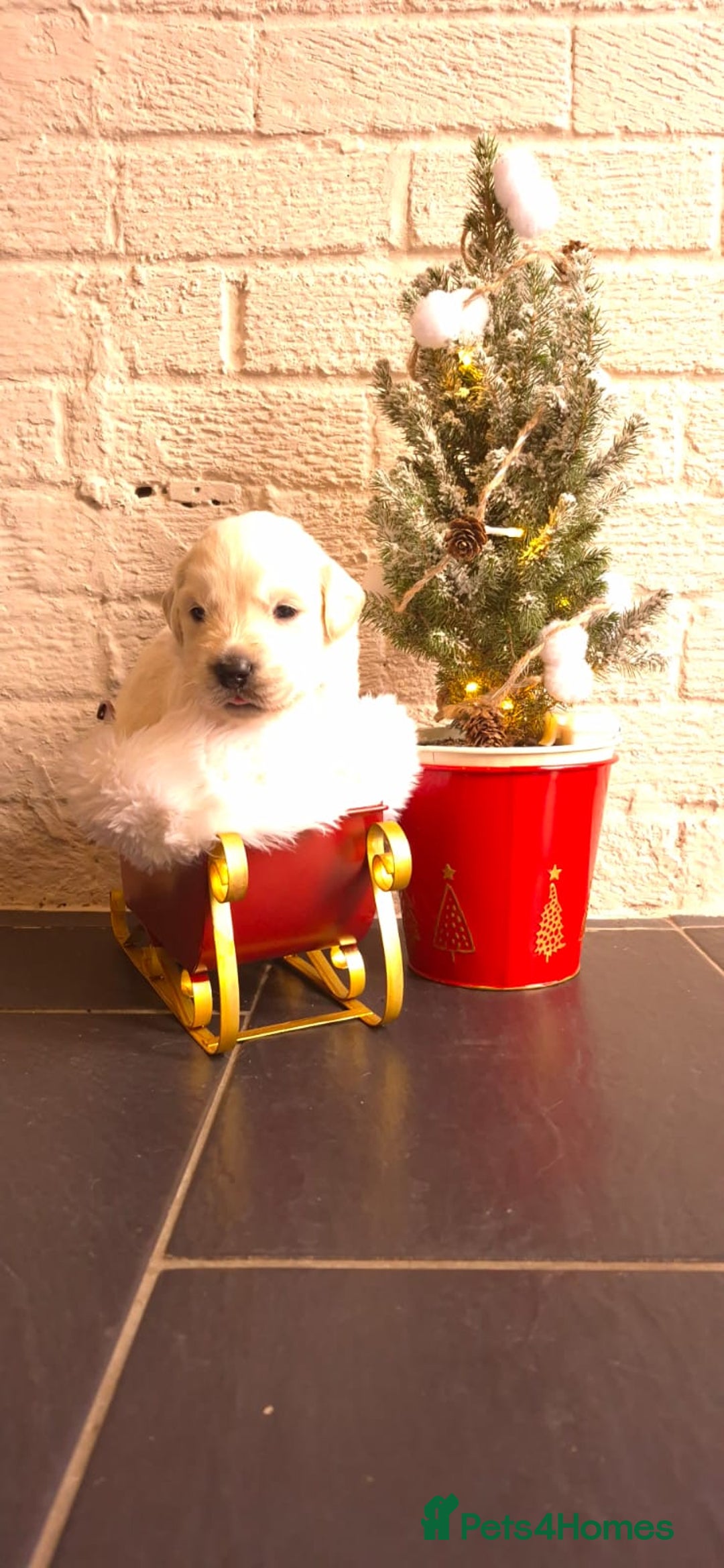 Golden Retriever dogs for sale: KCGolden Retriever pups,polish and Ukrainian lines - Advert 11