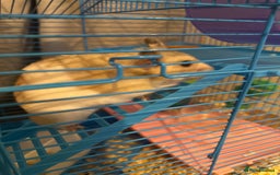 Hamster rodents for sale: Fred the hamster  - Image 2