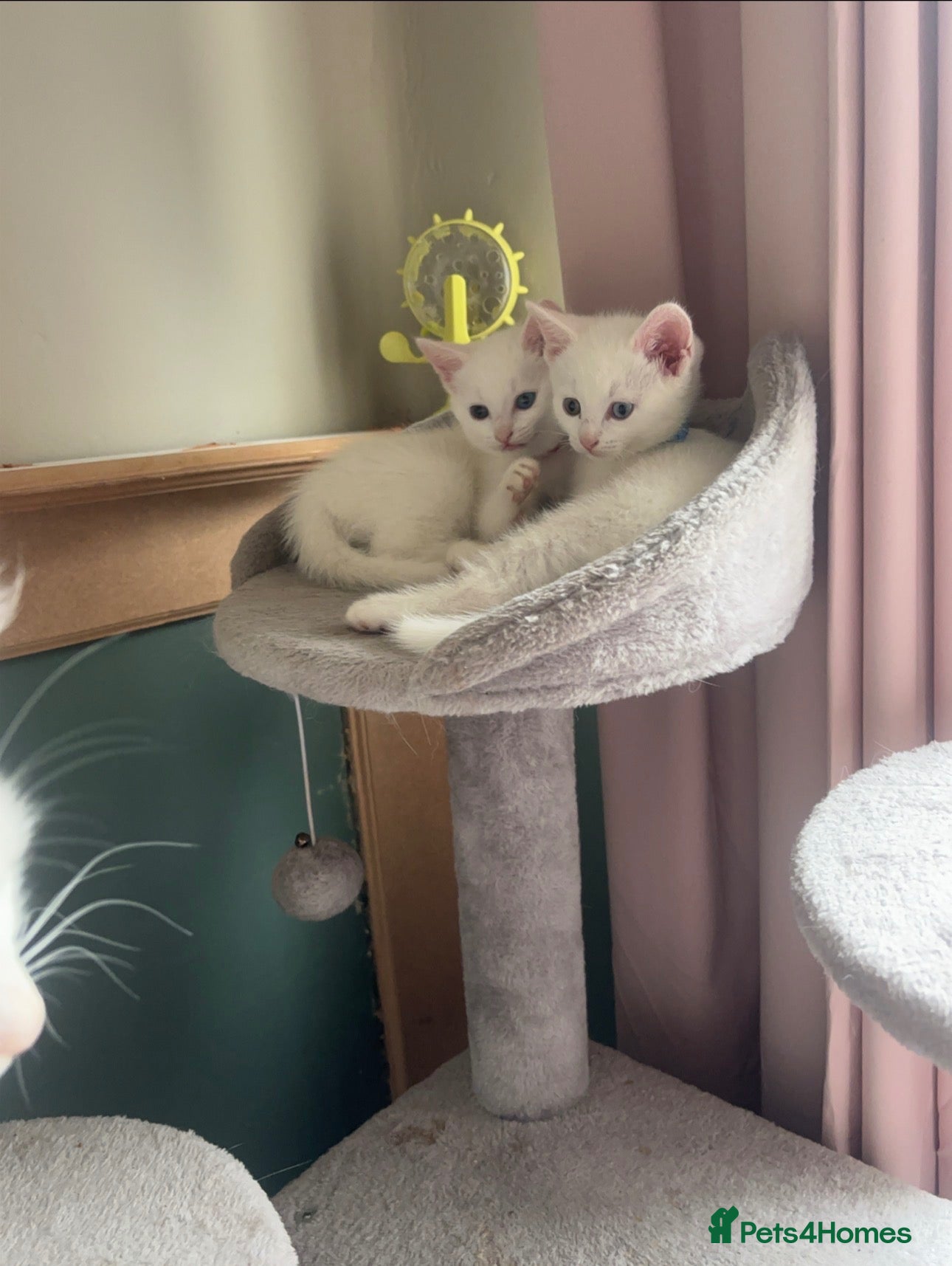 Mixed Breed cats two odd eyed pure white kittens  - Advert 1