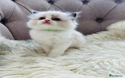Ragdoll cats for sale: Ragdoll kittens -all reserved😺 - Image 1