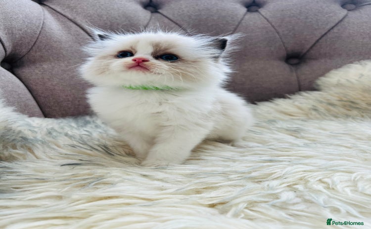 Ragdoll cats - Advert 1