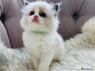 Ragdoll cats - Advert 27