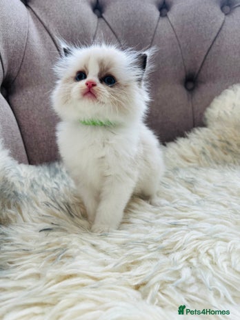 Ragdoll cats - Advert 15