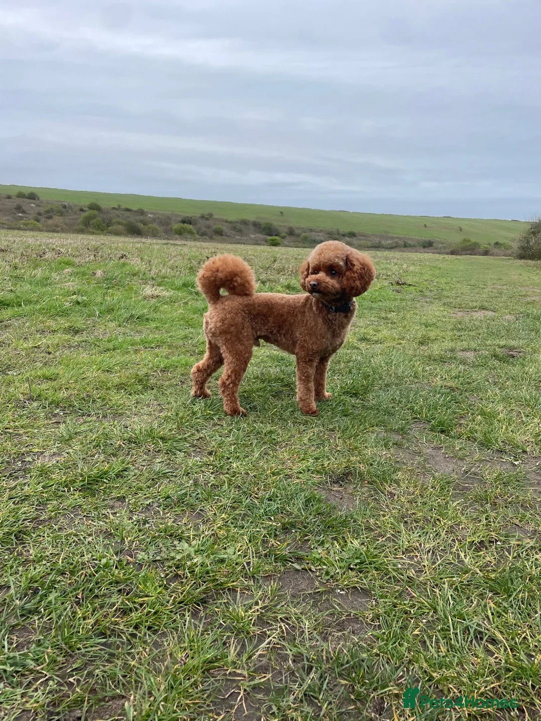 Cavapoochon dogs for stud: Red Cavapoochon Stud - Advert 2