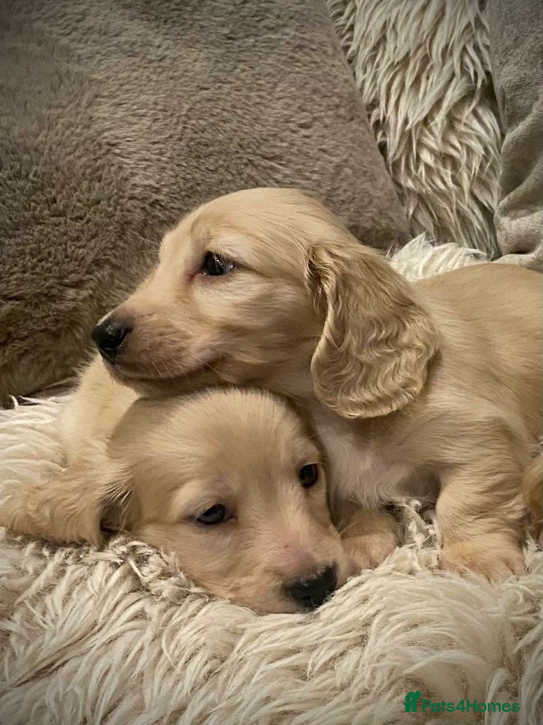 Miniature Dachshund dogs for sale: Pure cream longhaired miniature dachshund  - Advert 1