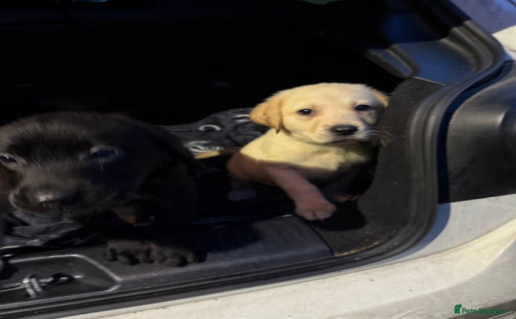 Labrador Retriever dogs 1girl 5 boys READY TO GO BOTH VACCINATIONS PAID  - Advert 5