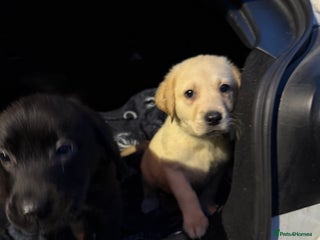 Labrador Retriever dogs 1girl 5 boys READY TO GO BOTH VACCINATIONS PAID - Advert 6