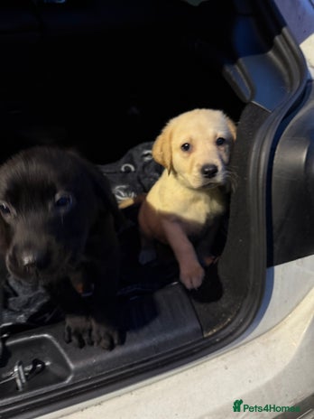Labrador Retriever dogs 1girl 5 boys READY TO GO BOTH VACCINATIONS PAID - Advert 4